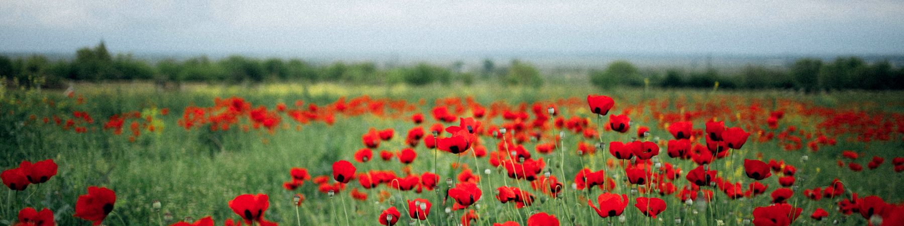 Poppy field